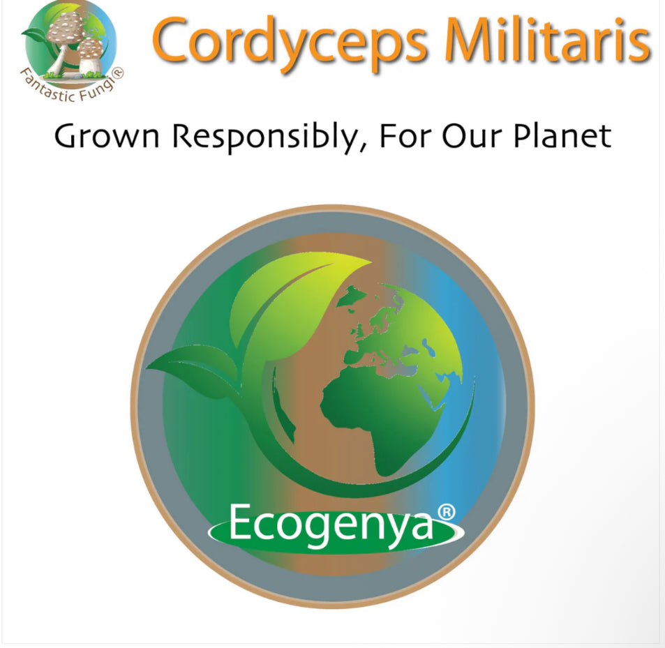 Organic Cordyceps Militaris Mushroom extract powder
