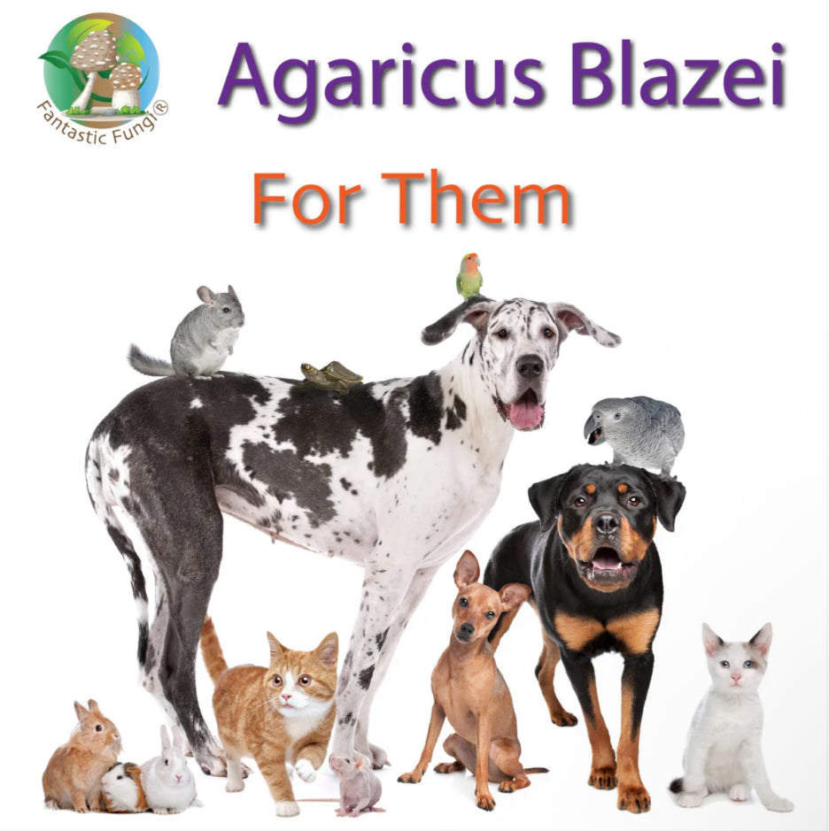 Organic Agaricus Blazei Mushroom Nutrient Extract Powder