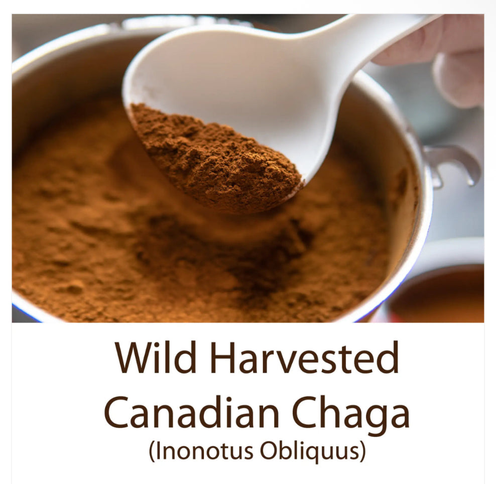 Organic Chaga (Inonotus Obliquus) Mushroom Extract Powder