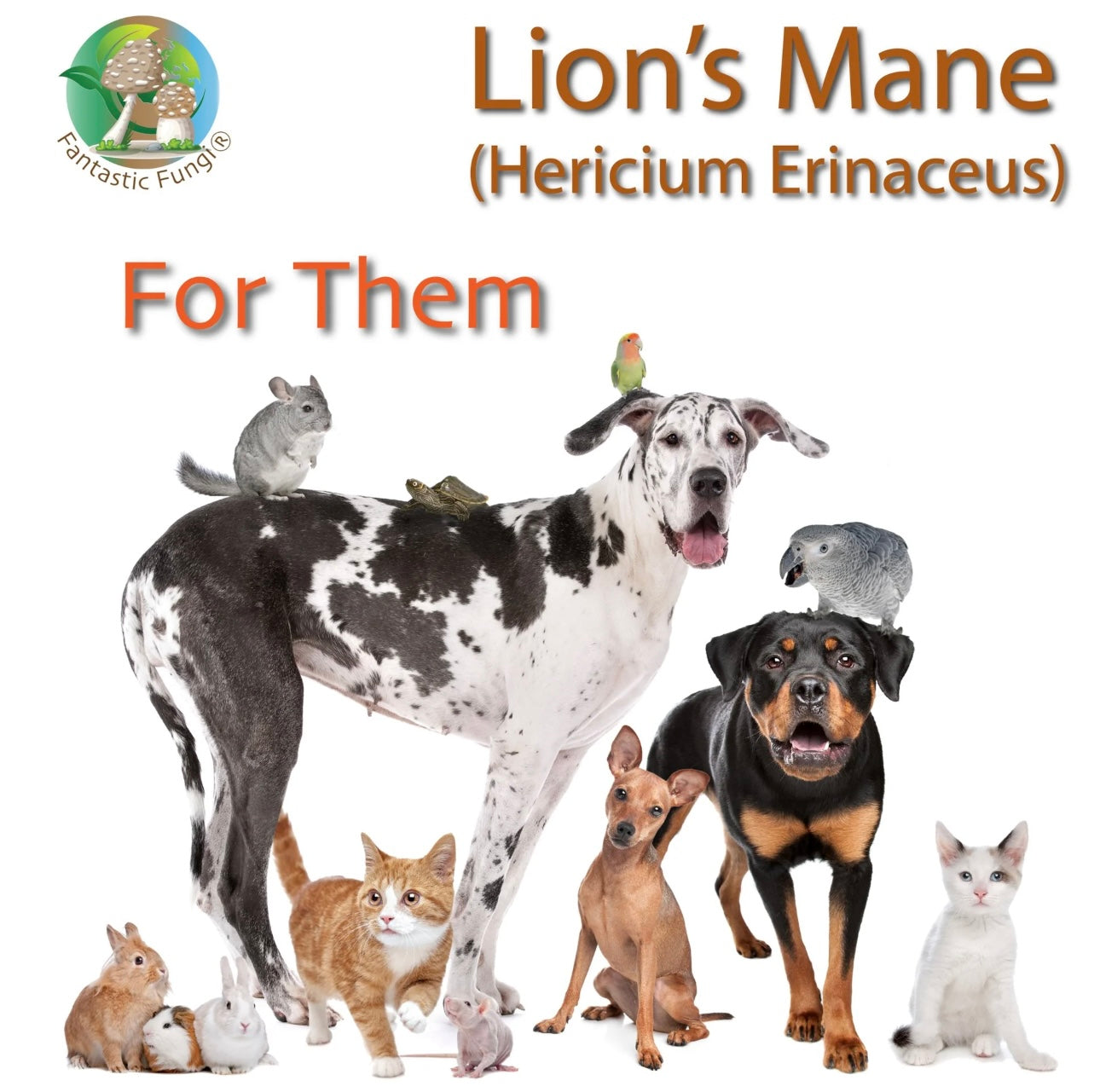 Lion’s Mane (hericium erinaceus) Mushroom Extract Powder - Highly Concentrated