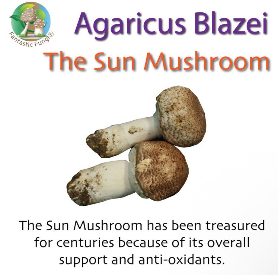 Organic Agaricus Blazei Mushroom Nutrient Extract Powder