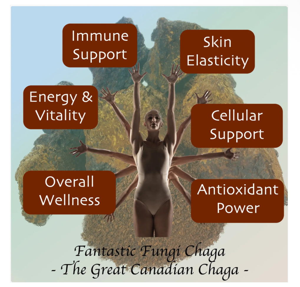 Organic Chaga (Inonotus Obliquus) Mushroom Extract Powder