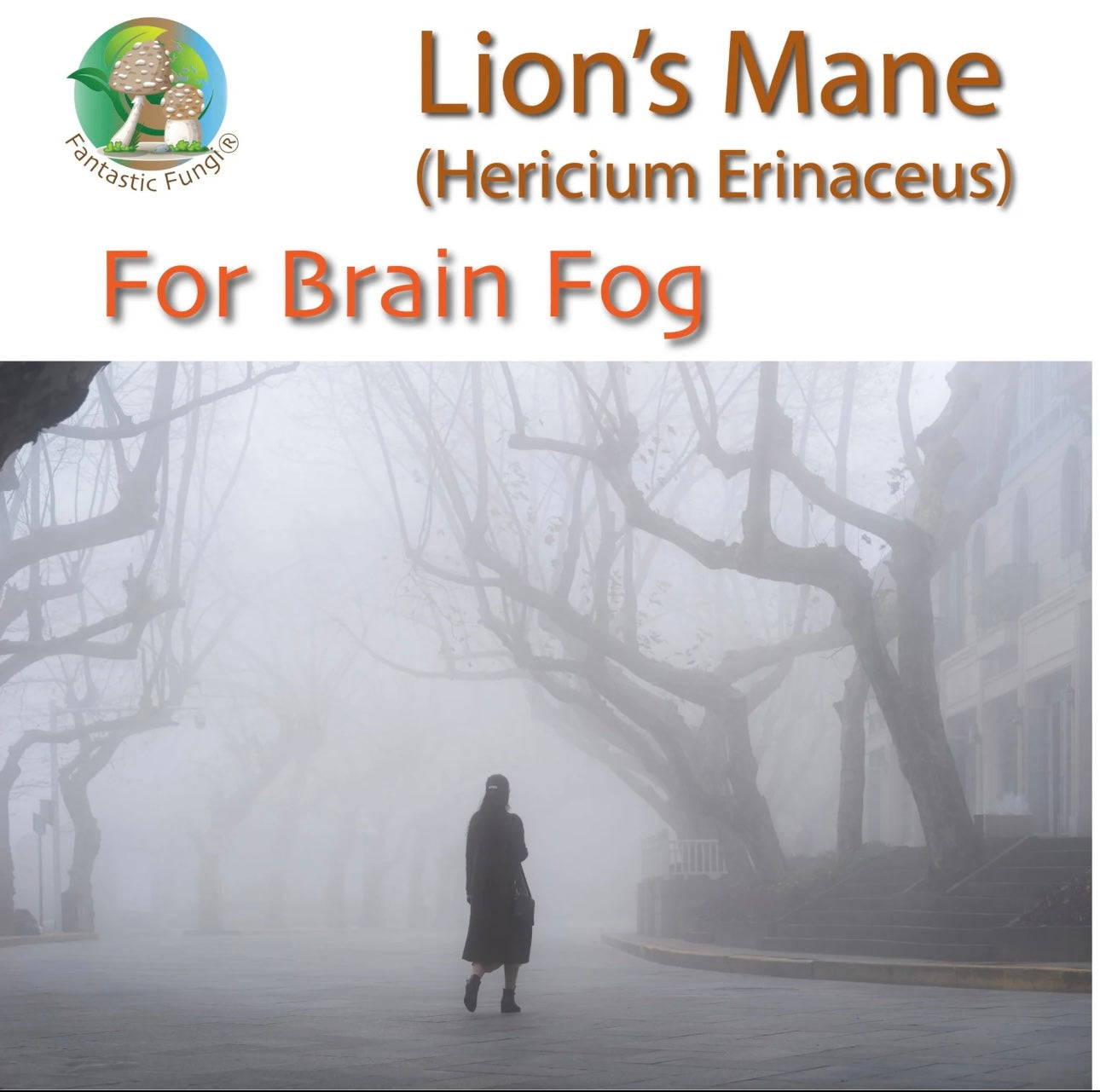 Lion’s Mane (hericium erinaceus) Mushroom Extract Powder - Highly Concentrated
