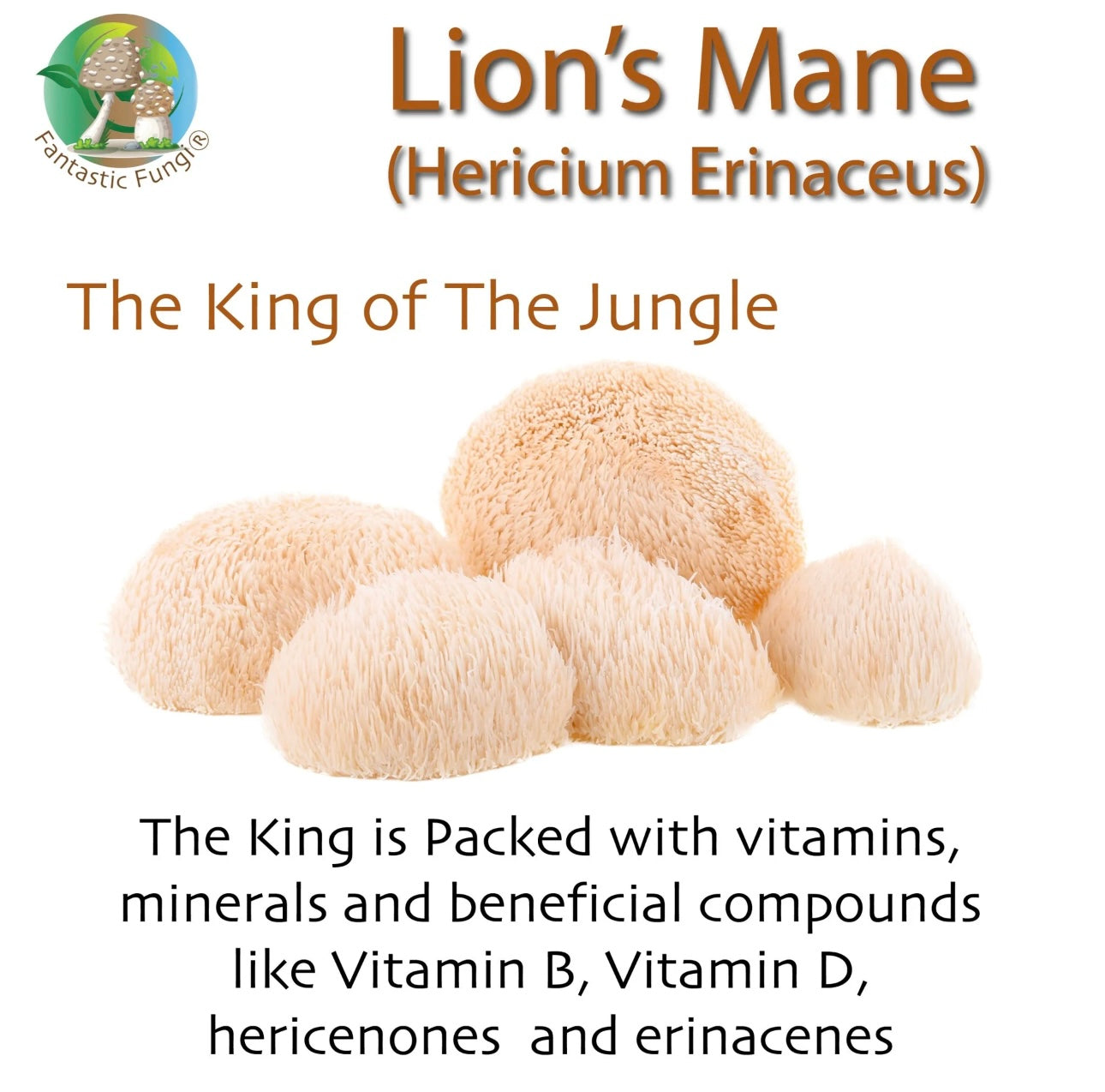 Lion’s Mane (hericium erinaceus) Mushroom Extract Powder - Highly Concentrated