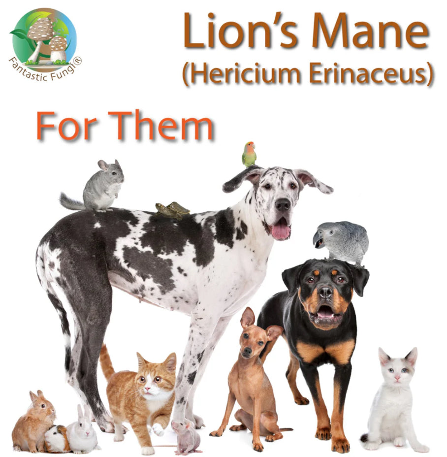 Organic Lion’s Mane (Hericium Erinaceus) Mushroom extract powder