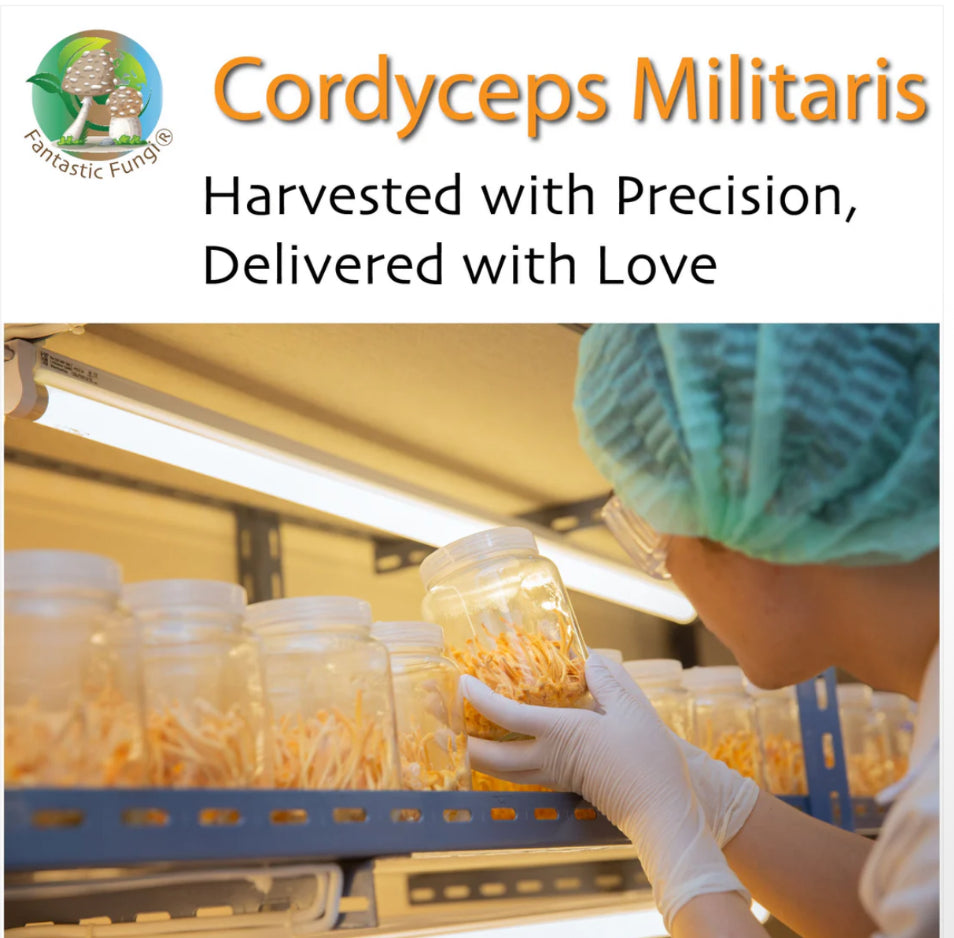 Organic Cordyceps Militaris Mushroom extract powder